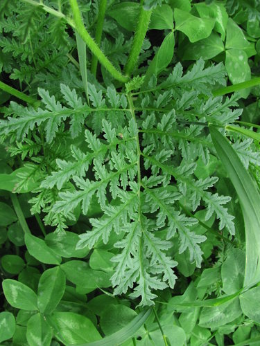 Lacy phacelia