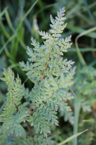 Lacy phacelia