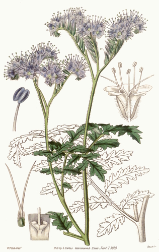 Lacy phacelia