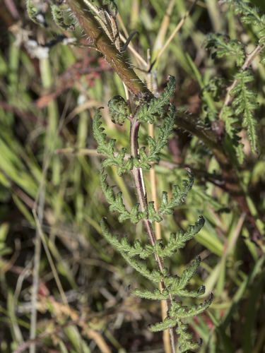 Lacy phacelia