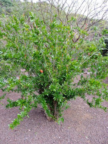 pomegranate
