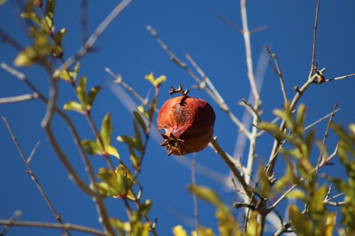 pomegranate