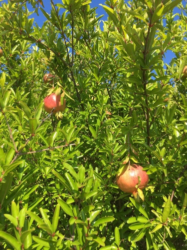pomegranate