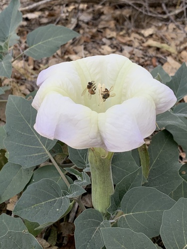 Sacred Datura