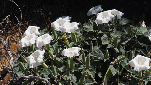 Sacred Datura