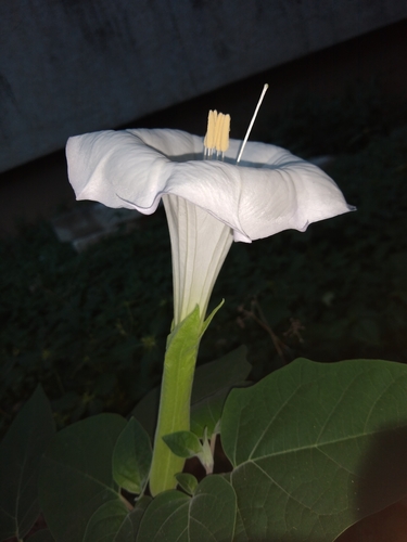 Sacred Datura