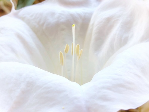 Sacred Datura