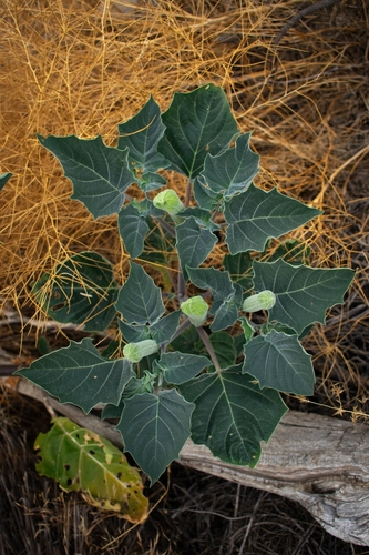 Sacred Datura