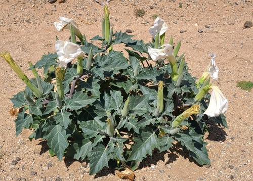 Sacred Datura