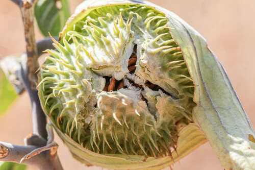 Sacred Datura