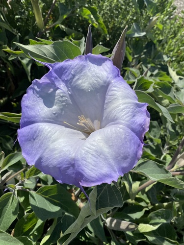 Sacred Datura