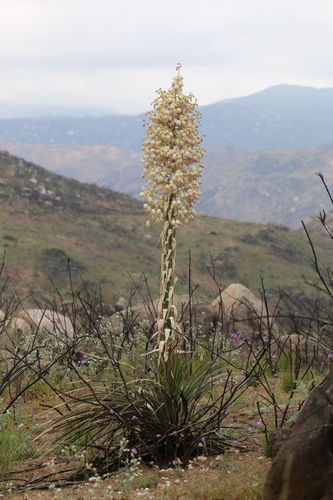 chaparral yucca