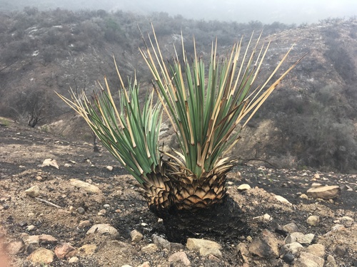 chaparral yucca