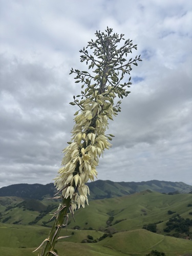 chaparral yucca