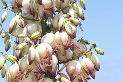 chaparral yucca