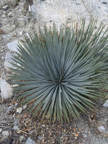 chaparral yucca