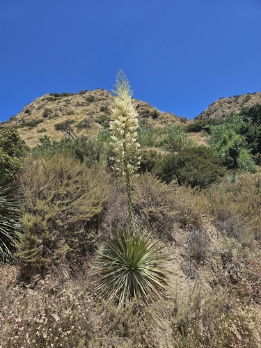 chaparral yucca