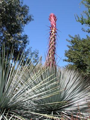 chaparral yucca