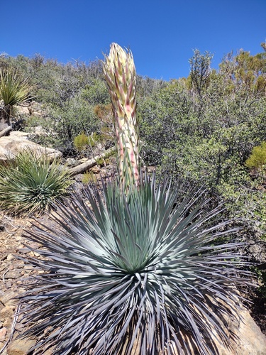 chaparral yucca