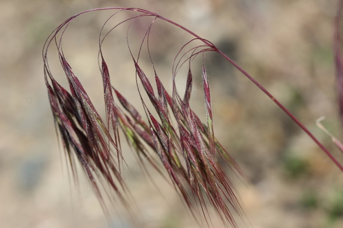 Cheatgrass