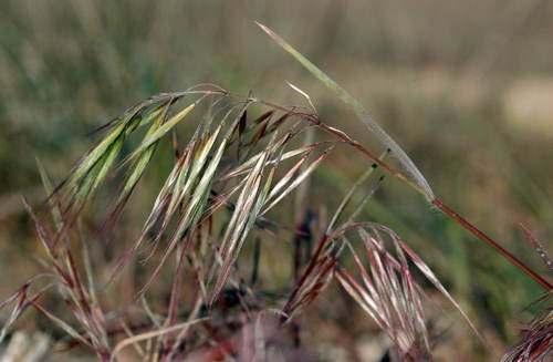 Cheatgrass