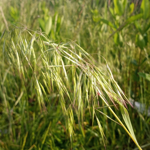 Cheatgrass