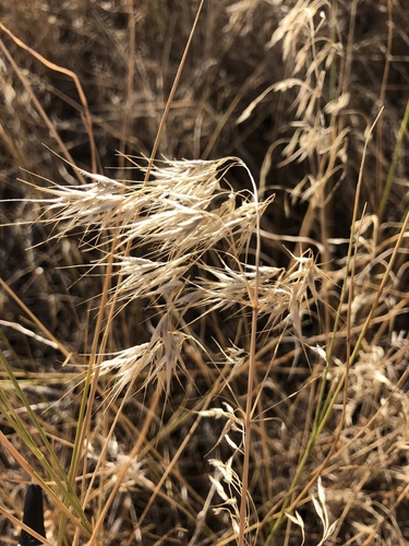 Cheatgrass