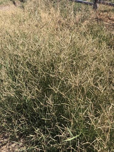 Bermuda grass