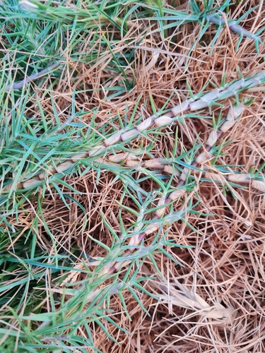Bermuda grass