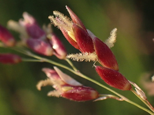 Johnson grass