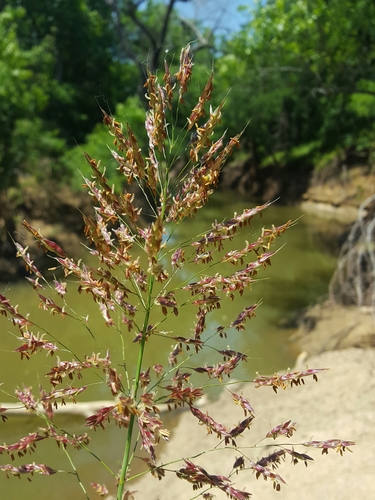 Johnson grass