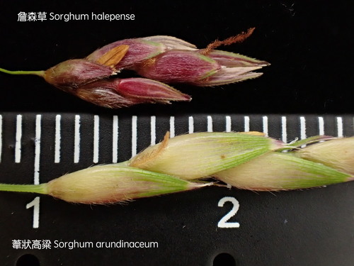 Johnsongrasses, milos, sudangrasses, and allies