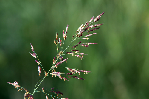 Johnsongrasses, milos, sudangrasses, and allies
