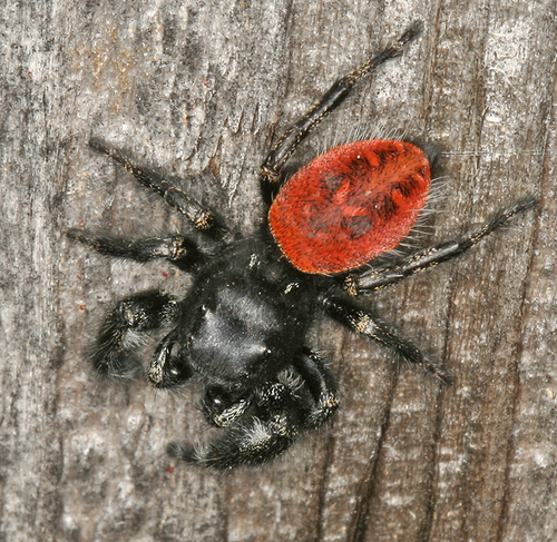 Johnson's Jumping Spider