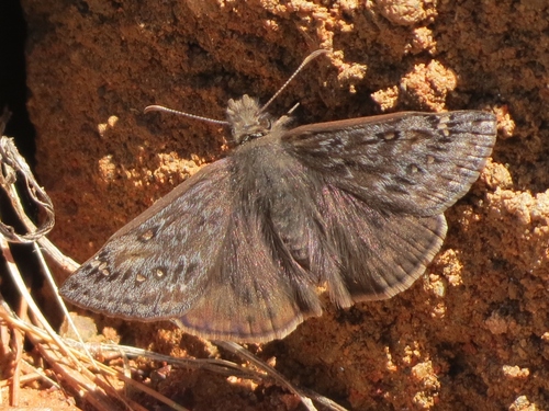 Juvenal's Duskywing