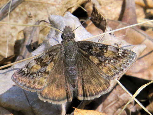 Juvenal's Duskywing