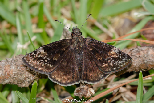 Wild Indigo Duskywing