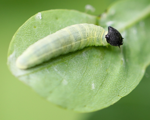 Wild Indigo Duskywing