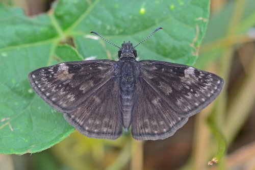 Wild Indigo Duskywing