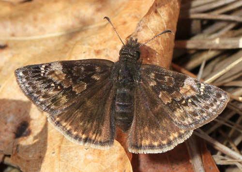 Wild Indigo Duskywing