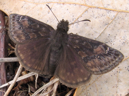Wild Indigo Duskywing