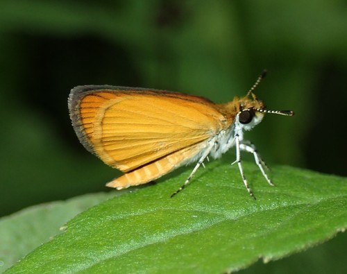 Least Skipper
