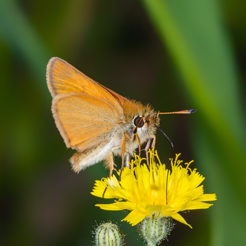 Essex Skipper