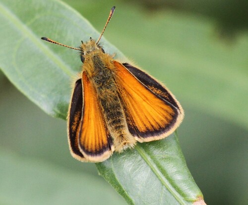 Essex Skipper