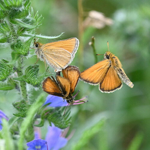Essex Skipper