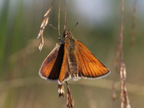 Essex Skipper
