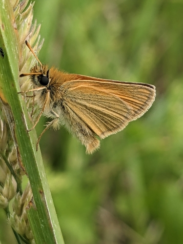 Essex Skipper