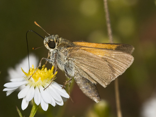 Tawny-edged Skipper