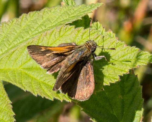 Tawny-edged Skipper