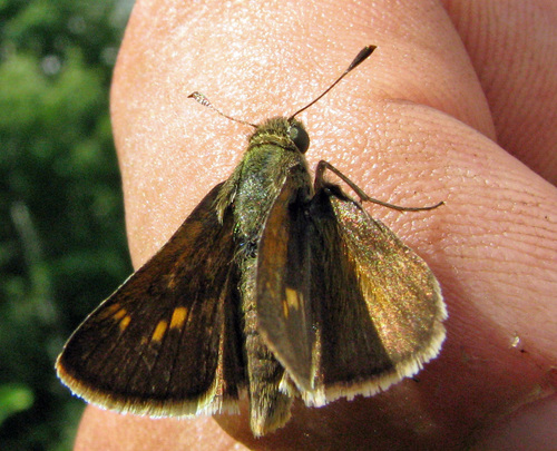 Tawny-edged Skipper